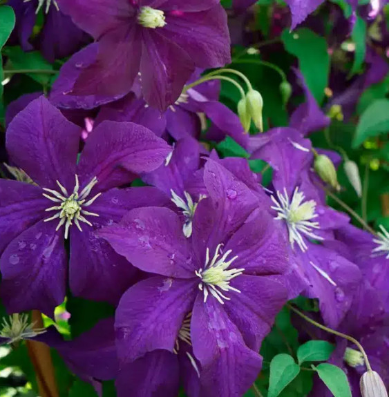 Pépinières Français PF_Clématite31 Clématite 'Aotearoa' - clematis viticella