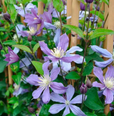 Clématite 'Arabella' - clematis integrifolia