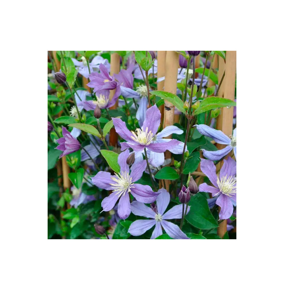 Clématite 'Arabella' - clematis integrifolia