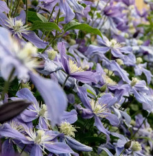 Clématite 'Arabella' - clematis integrifolia