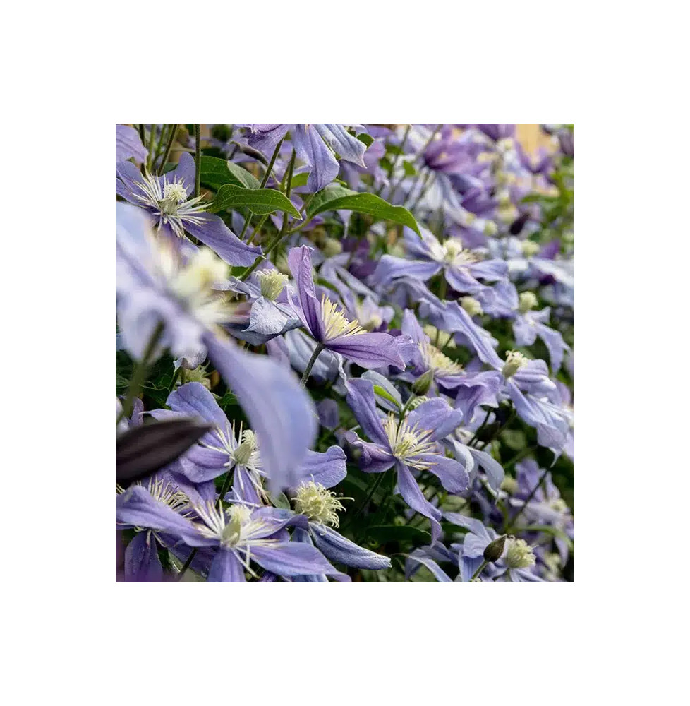 Clématite 'Arabella' - clematis integrifolia