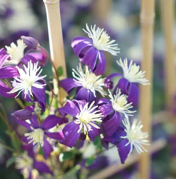 Pépinières Français PF_Clématite29 Clématite 'Aromatica' - clematis integrifolia