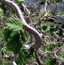 Corylus avellana 'Contorta' / Noisetier Tortueux