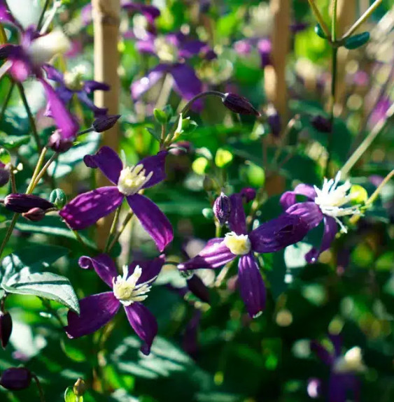 Pépinières Français PF_Clématite29 Clématite 'Aromatica' - clematis integrifolia