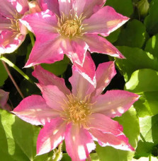 Clématite 'Asao' - clematis