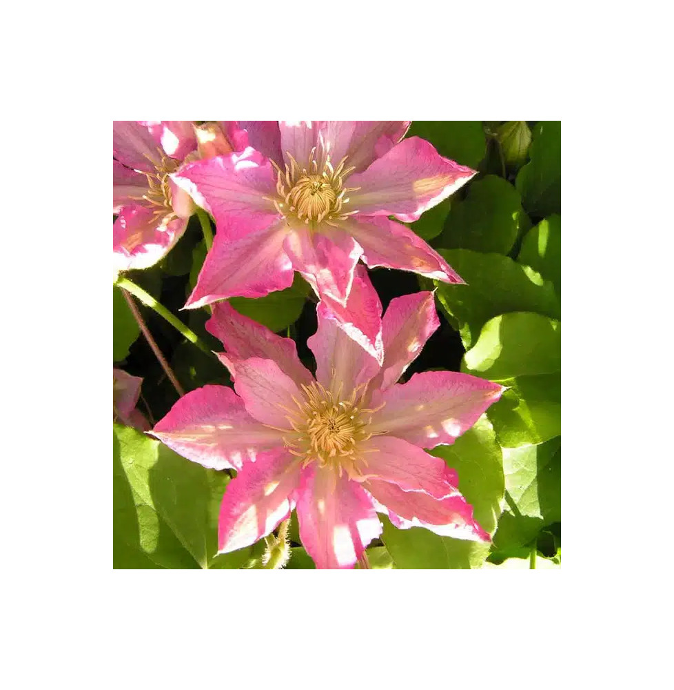 Clématite 'Asao' - clematis