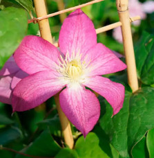 Clématite 'Asao' - clematis