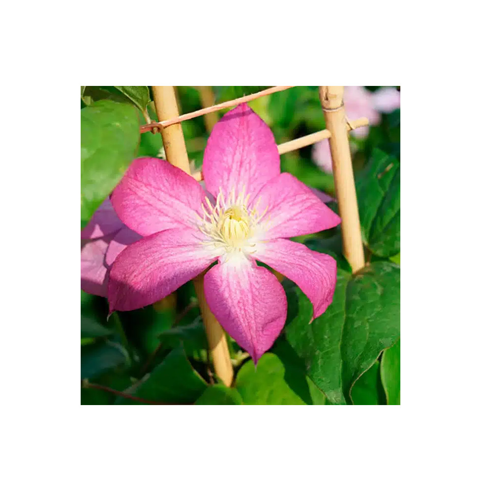 Clématite 'Asao' - clematis