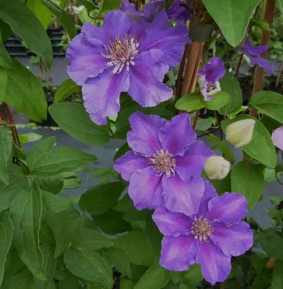 Pépinières Français PF_Clématite55 Clématite 'Ashva' - clematis