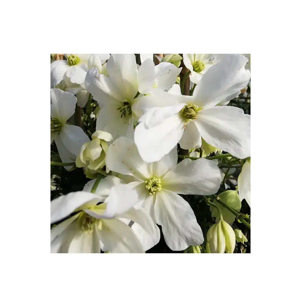 Clématite 'Avalanche®' ('Blaaval') - clematis forsteri