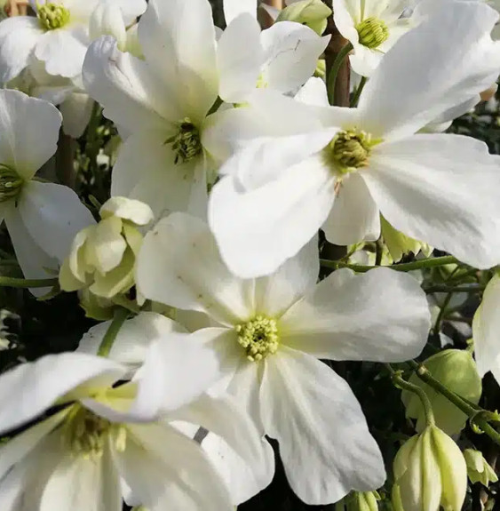 Pépinières Français PF_Clématite08 Clématite 'Avalanche®' ('Blaaval') - clematis forsteri