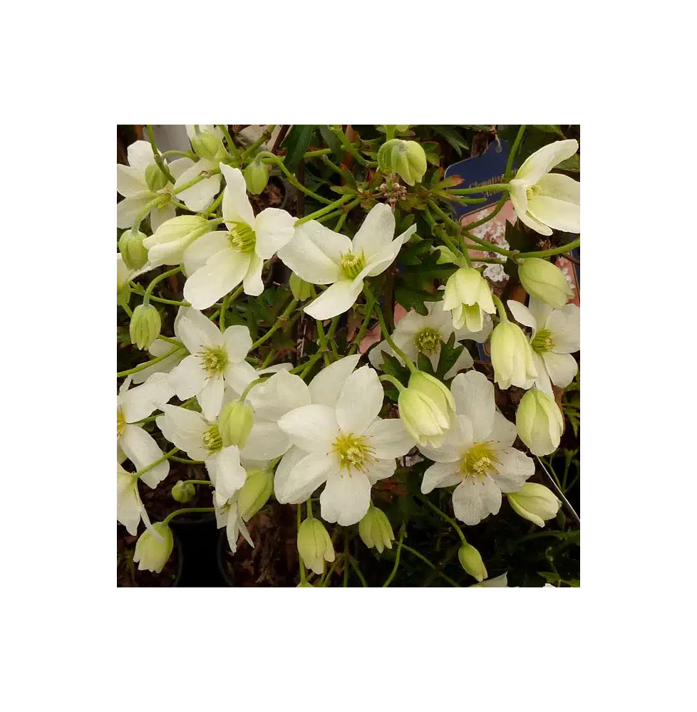 Clématite 'Avalanche®' ('Blaaval') - clematis forsteri