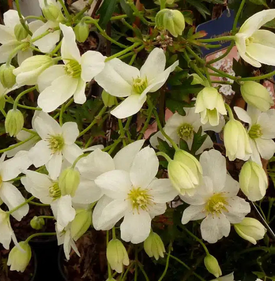 Clématite 'Avalanche®' ('Blaaval') - clematis forsteri