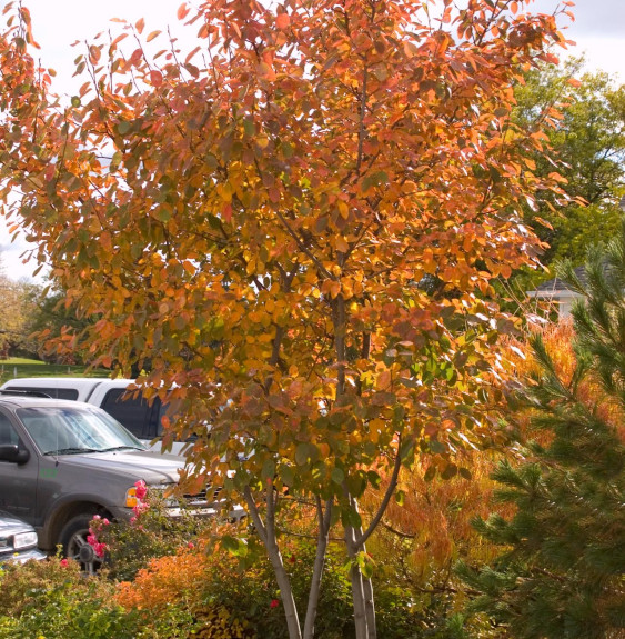 AMELANCHIER canadensis / Amelanchier