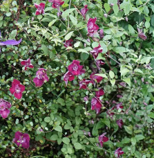 Clématite 'Avant-Garde'® (Evipo033) – clematis viticella