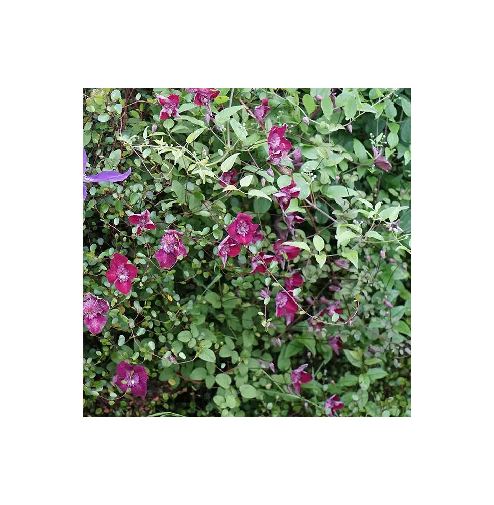 Clématite 'Avant-Garde'® (Evipo033) – clematis viticella