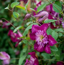 Clématite 'Avant-Garde'® (Evipo033) – clematis viticella