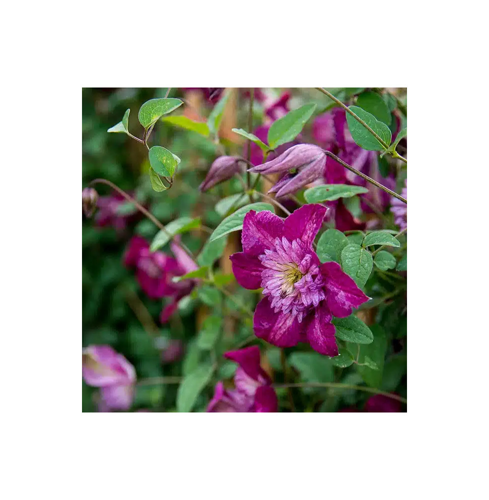 Clématite 'Avant-Garde'® (Evipo033) – clematis viticella