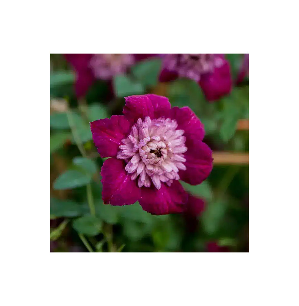 Clématite 'Avant-Garde'® (Evipo033) – clematis viticella