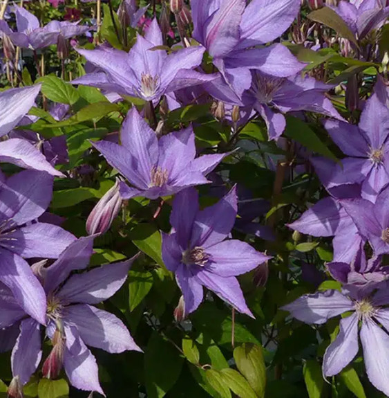 Clématite 'Bagatelle' - clematis