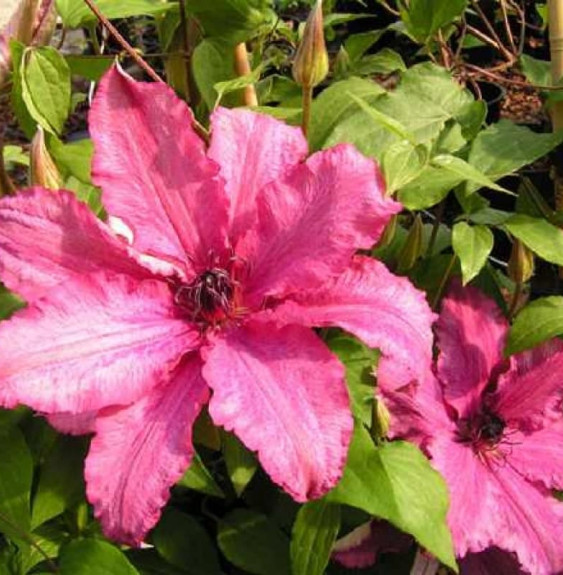 Clématite 'Barbara' - clematis