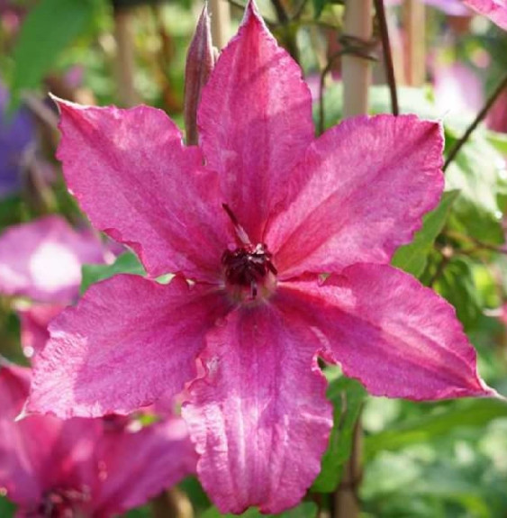 Pépinières Français PF_Clématite719 Clématite 'Barbara' - clematis