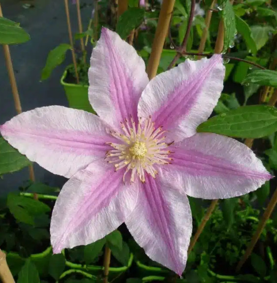 Pépinières Français PF_Clématite348 Clématite 'Bees Jubilee' - clematis