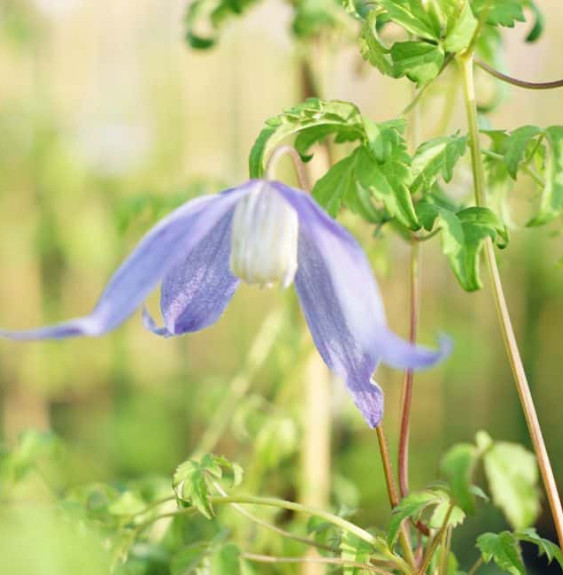 Pépinières Français PF_Clématite3 Clématite 'Blue Dancer' - clematis alpina