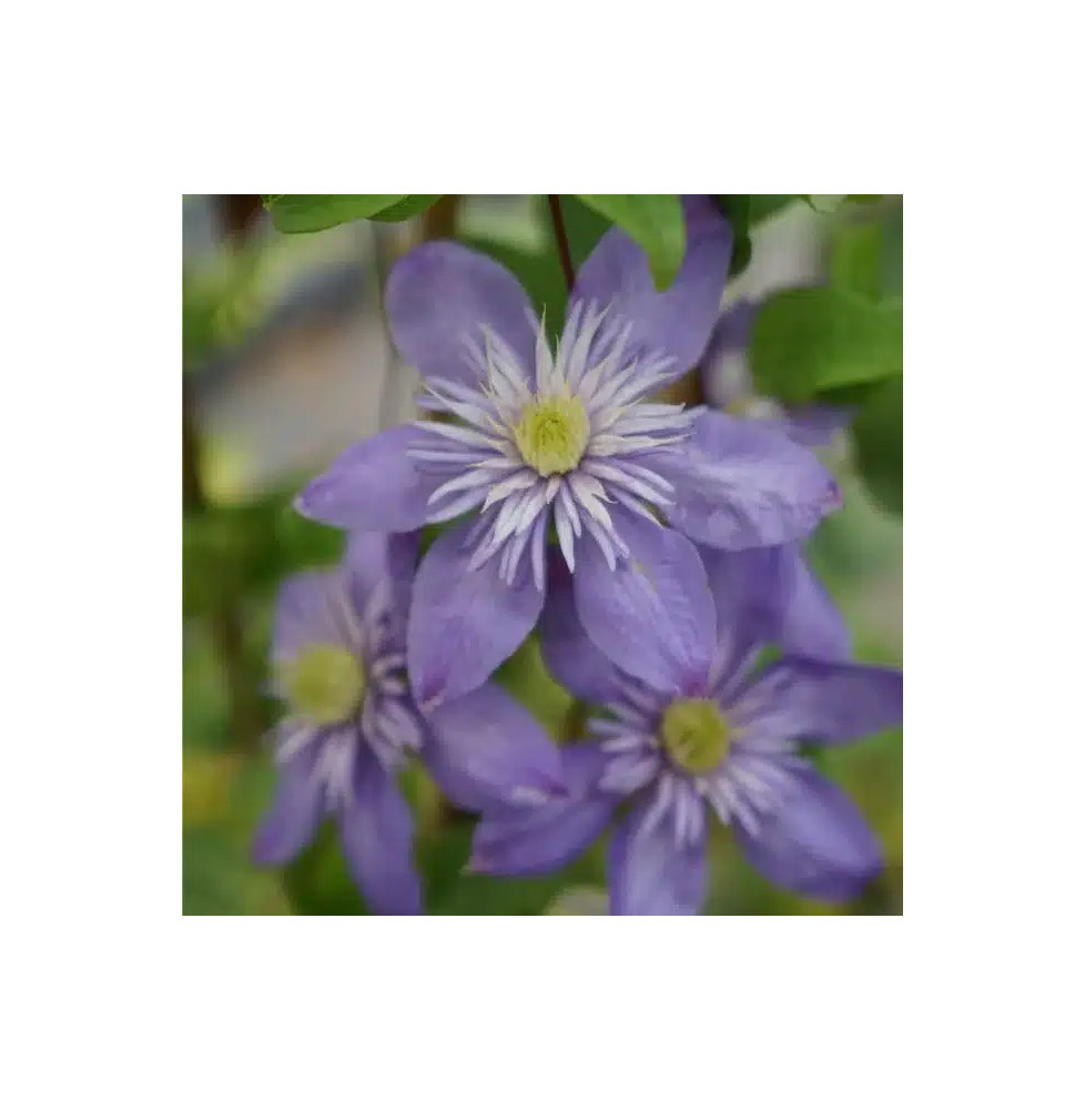 Clématite 'Blue Light®' - clematis