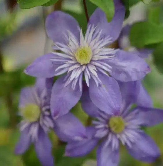 Pépinières Français PF_Clématite37 Clématite 'Blue Light®' - clematis