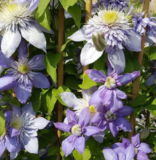 Clématite 'Blue Light®' - clematis