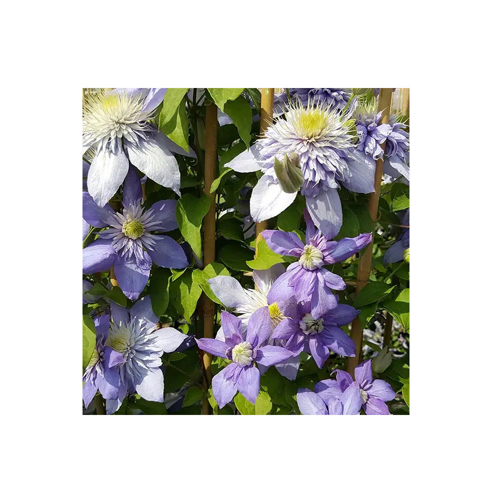 Clématite 'Blue Light®' - clematis