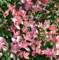 Clématite 'Broughton Star' - clematis montana