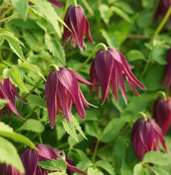 Pépinières Français PF_Clématite40 Clématite 'Brunette' - clematis