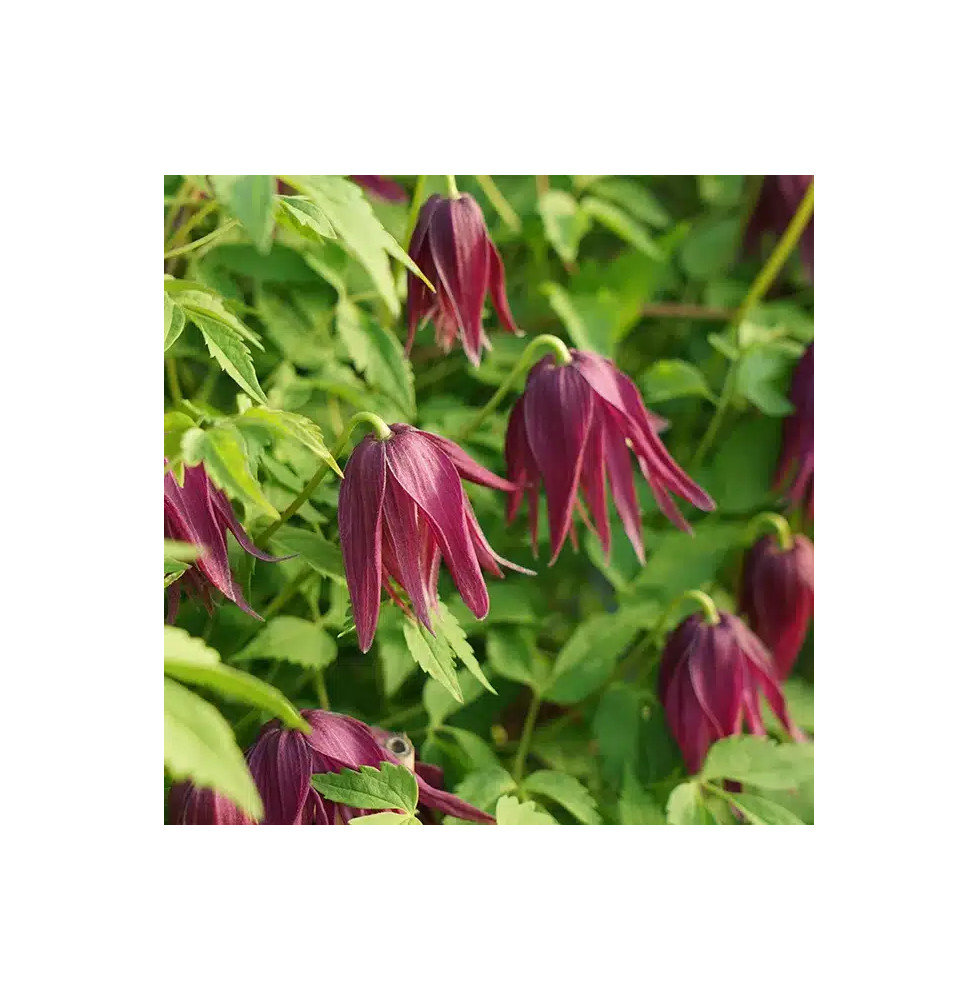 Clématite 'Brunette' - clematis