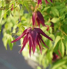 Clématite 'Brunette' - clematis