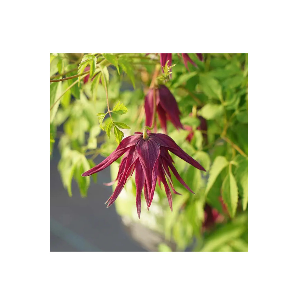 Clématite 'Brunette' - clematis