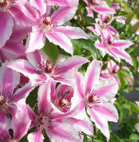 Pépinières Français PF_Clématite70 Clématite 'Carnaby' - clematis