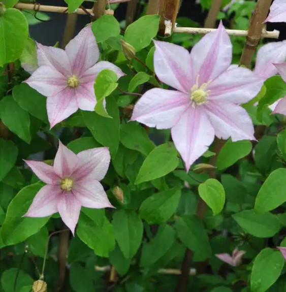 Clématite 'Caroline' à grandes fleurs roses