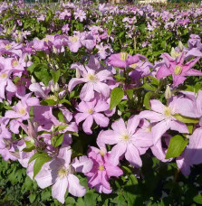 Clématite 'Comtesse de Bouchaud' - clematis