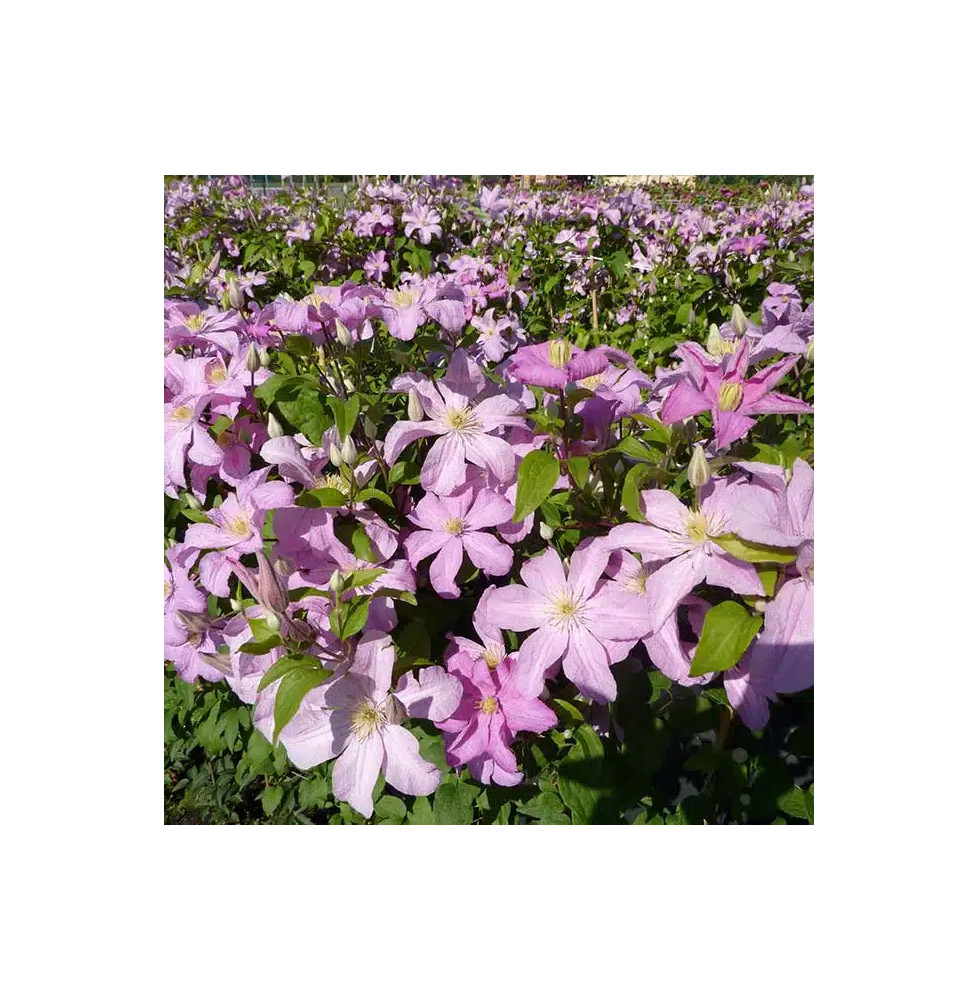 Clématite 'Comtesse de Bouchaud' - clematis