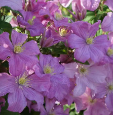 Clématite 'Comtesse de Bouchaud' - clematis