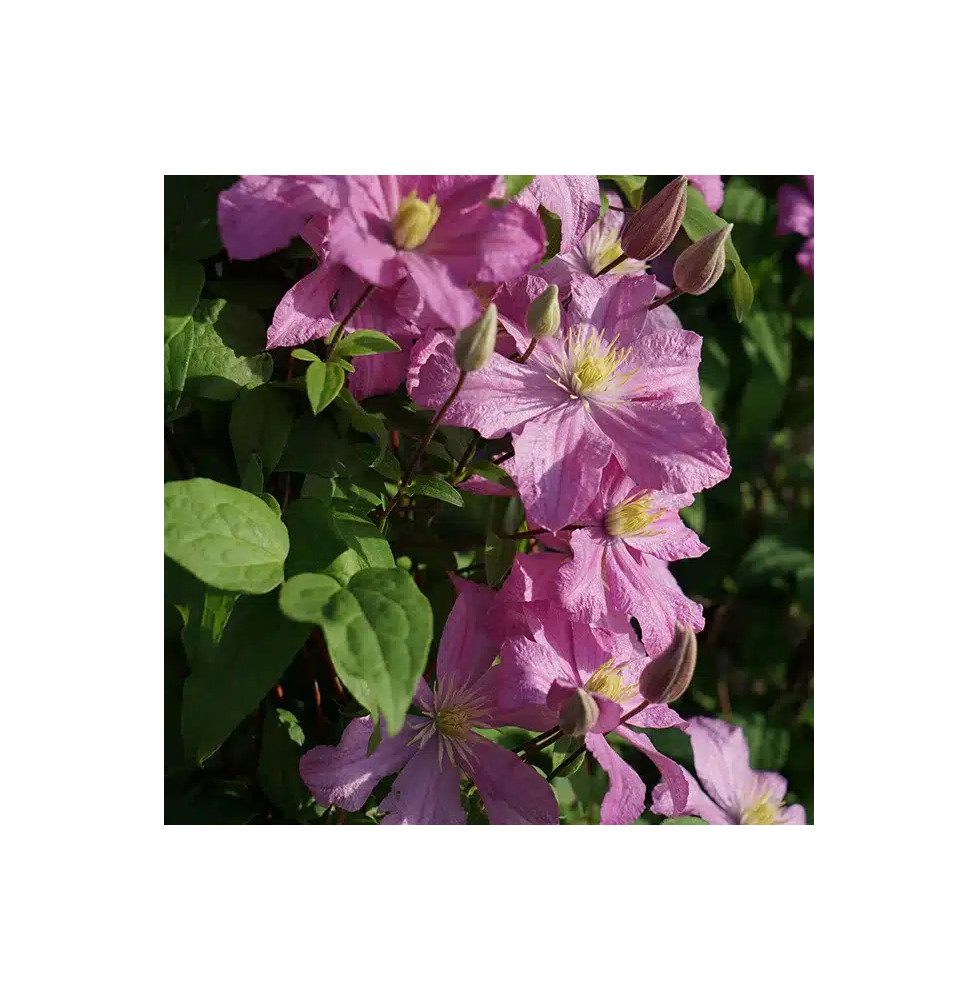 Clématite 'Comtesse de Bouchaud' - clematis