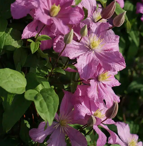 Clématite 'Comtesse de Bouchaud' - clematis