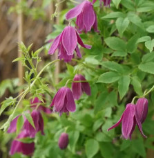 Clématite 'Constance' - clematis alpina