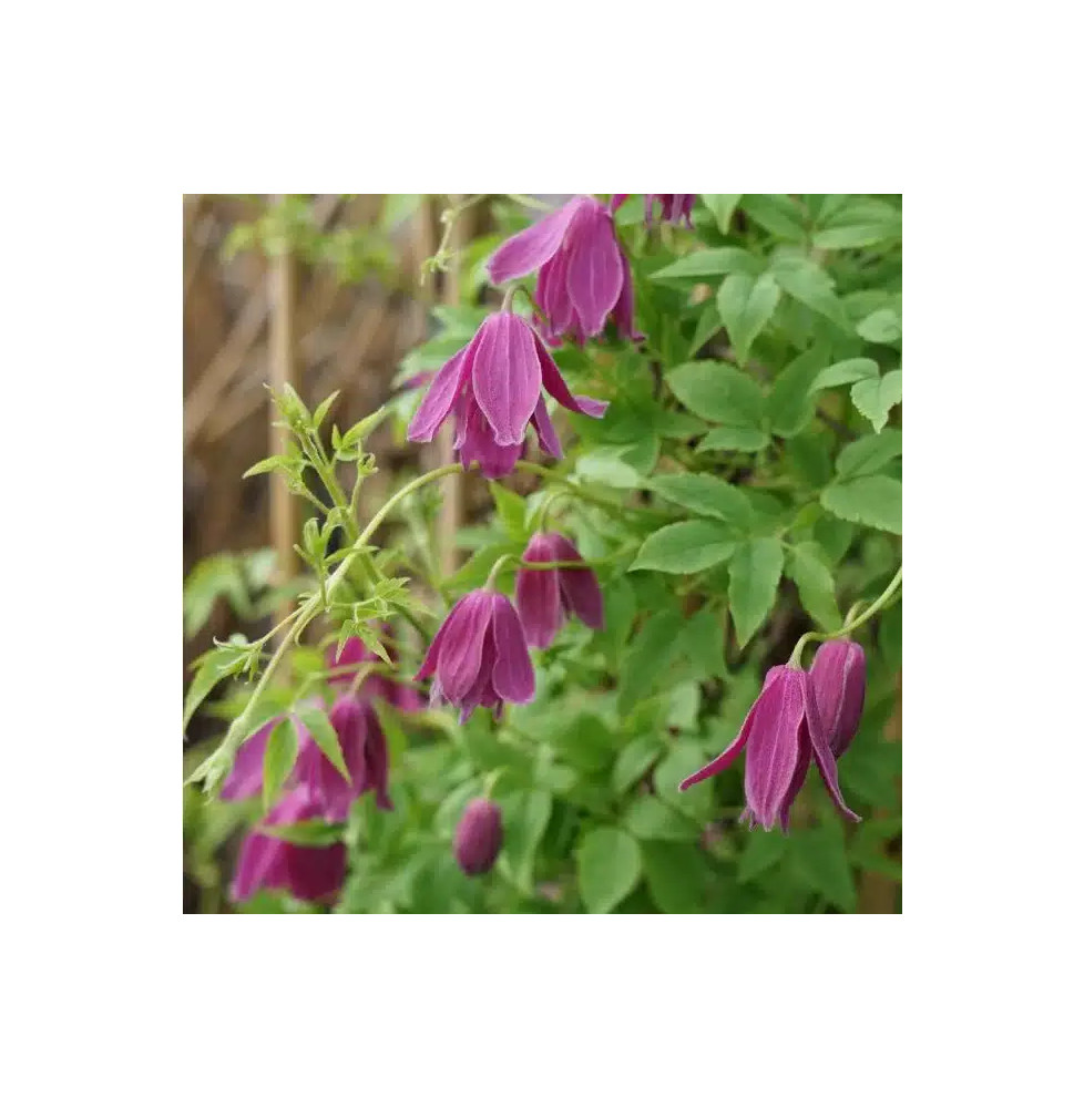 Clématite 'Constance' - clematis alpina