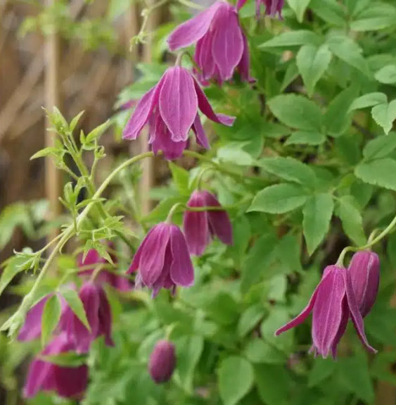 Pépinières Français PF_Clématite009 Clématite 'Constance' - clematis alpina