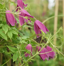 Clématite 'Constance' - clematis alpina