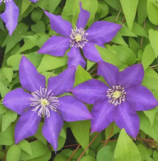 Clématite 'Daniel Deronda' - clematis