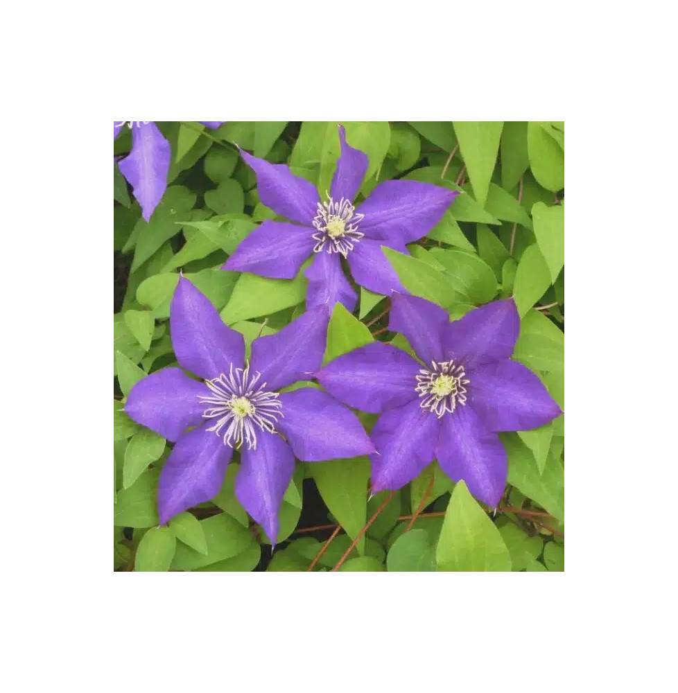 Clématite 'Daniel Deronda' - clematis